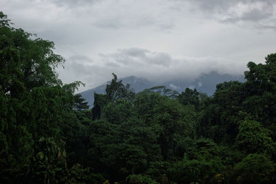 Trees in forest against sky