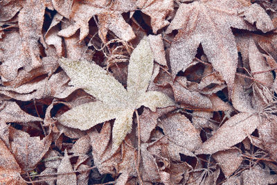 Full frame shot of dried leaves