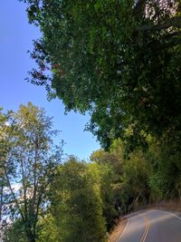 Road amidst trees against sky