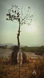 Close-up of flower growing on field against sky