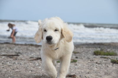 Close-up of dog on beach against sky