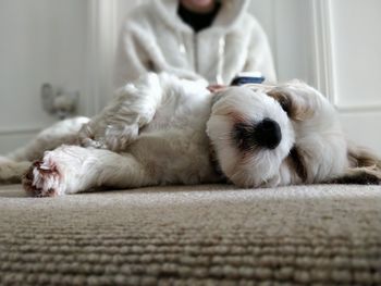 Dog relaxing on bed at home