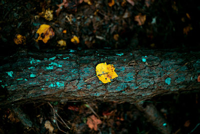 Close-up of lichen on yellow leaf