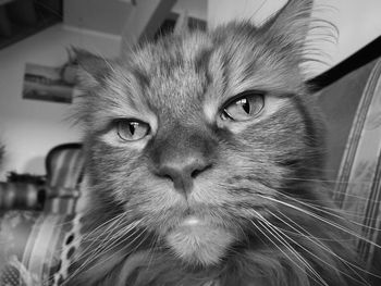 Close-up portrait of cat