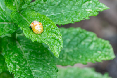 Pupation of a ladybug on a mint leaf in spring. macro shot of living insect. series image 3 of 9