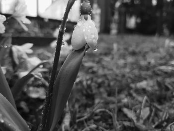 Close-up of flower blooming outdoors