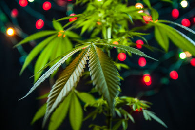 Close-up of illuminated christmas tree at night