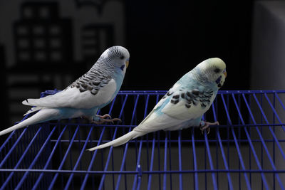 Close-up of birds in cage