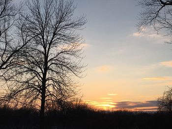 Silhouette of trees at sunset