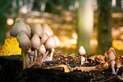 Close-up of mushrooms growing in forest