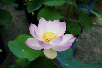 Close-up of lotus water lily in pond