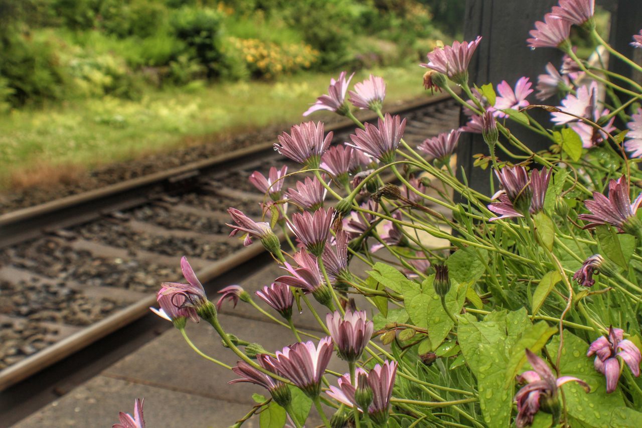 Nice pink flowers