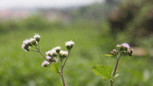 Close-up of white flowering plant