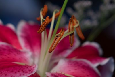 Close-up of red lily