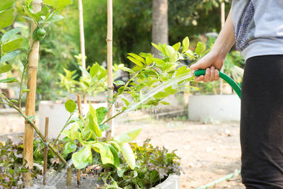 Midsection of person holding fresh plant in farm