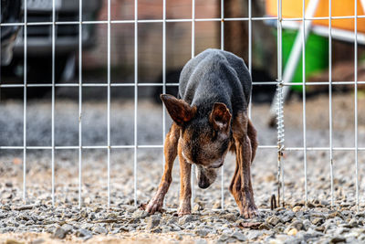 Dog standing on metal fence