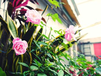 Close-up of pink flowers