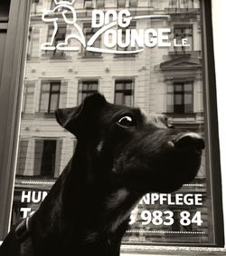 Close-up of dog on window