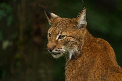 Close-up of a cat looking away