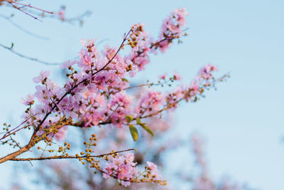 Low angle view of cherry blossoms in spring