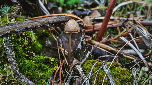 Close-up of mushroom growing on log in forest