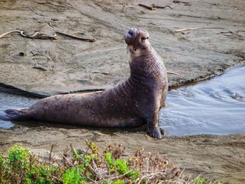 Close-up of sea lion