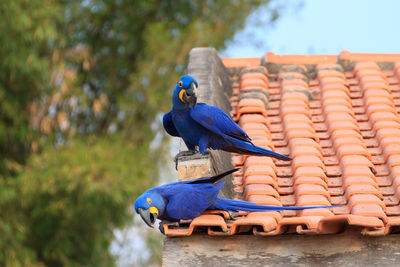 Low angle view of parrot perching on roof