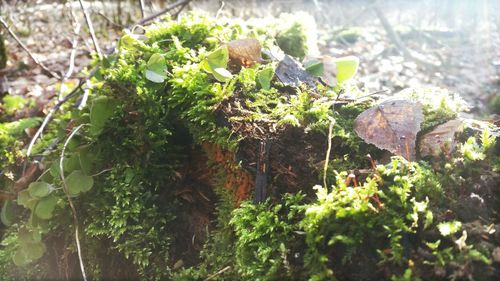 Plant growing on a tree