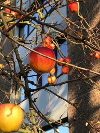 Orange fruits on tree