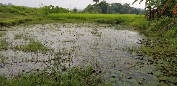 Plants growing in field