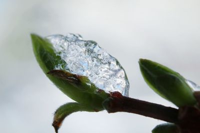 Close-up of plant against blurred background