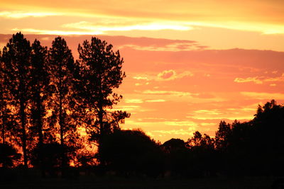 Silhouette trees against sky during sunset