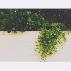 Plants growing on a tree