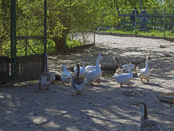 View of birds on land