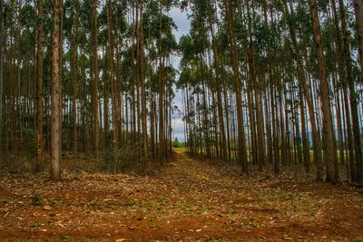 Trees growing in forest during autumn