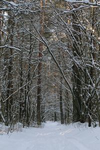 Bare trees on snow covered landscape