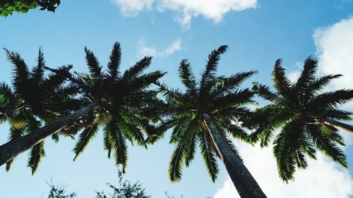 Low angle view of palm trees against blue sky