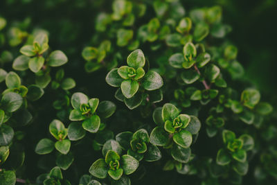 Close-up of plant leaves