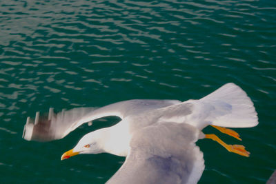 Close-up of seagull flying over lake