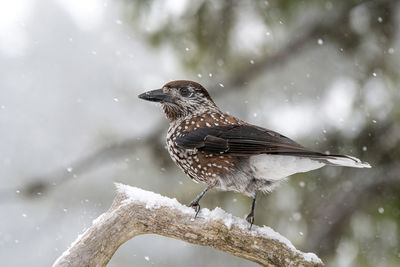 Bird perching on branch in winter