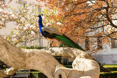 The peacock pearching on the tree