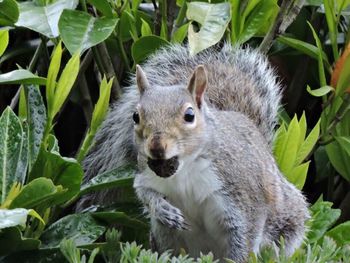 Close-up of rabbit on plants