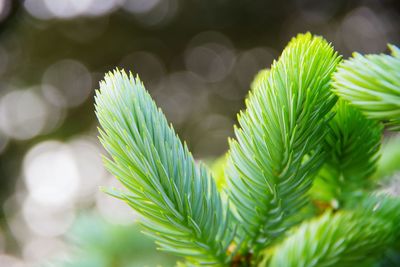 Close-up of plant