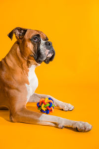 Portrait of dog sitting against yellow background