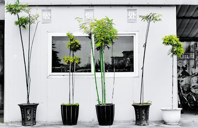 Potted plants in backyard