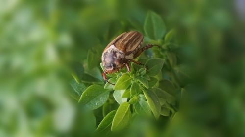 Close-up of insect on leaf