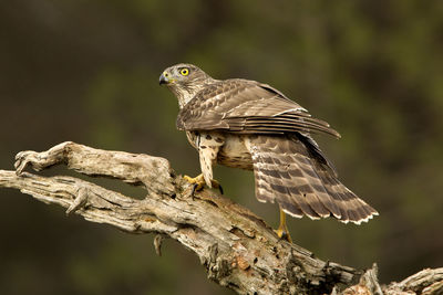 Bird perching on a tree