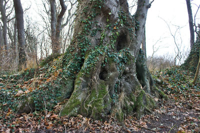 Trees growing in forest