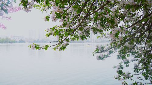 Tree by lake against sky