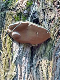 Close-up of mushroom on tree trunk